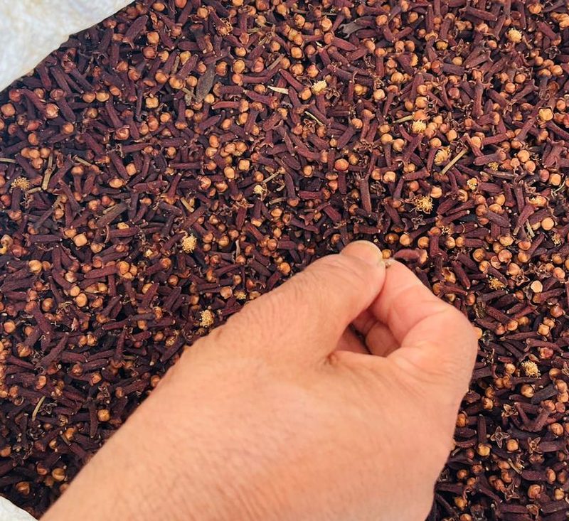 Kanniyakumari Cloves